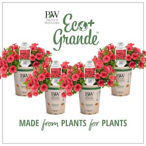 4.25 in. Eco+Grande, Supertunia Mini Vista Scarlet (Petunia hybrid), Live Plant, Red Flowers (4-Pack)