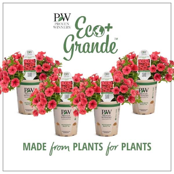 PROVEN WINNERS 4.25 in. Eco+Grande, Supertunia Mini Vista Scarlet (Petunia hybrid), Live Plant, Red Flowers (4-Pack)