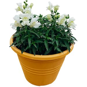 8.5 in. White Snapdragon (Antirrhinum majus) Plant in Deco Pot