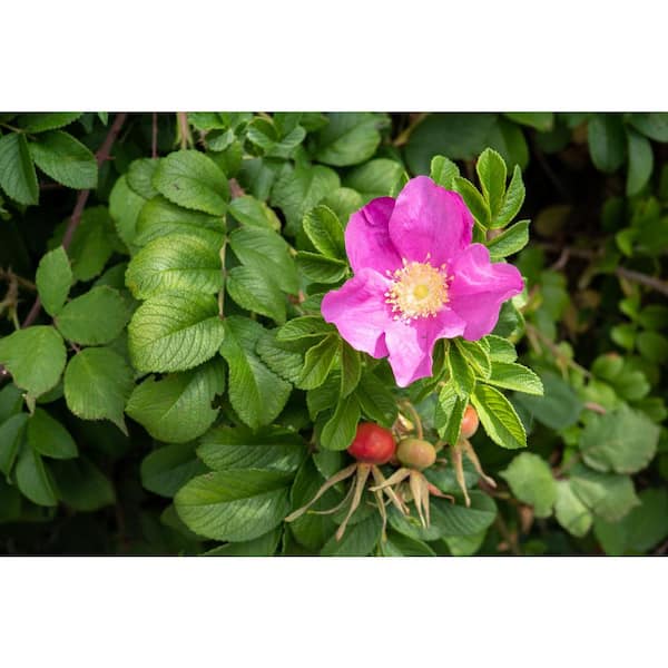 BELL NURSERY 2 Gal. Japanese Rose (Rosa rugosa) Live Shrub with Pink  Flowers ROSA2JAPN1PK - The Home Depot