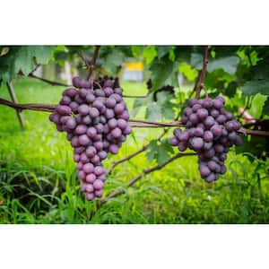 3 Gal. Bluebell Grape Live Fruiting Vine Plant Purple-Blue Fruits