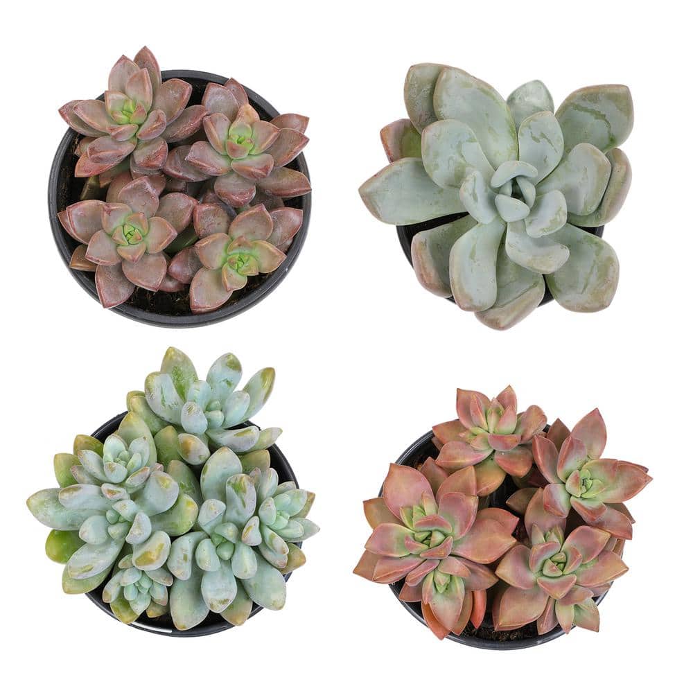 Large Assorted Color Graptosedum Succulent 4-Pack
