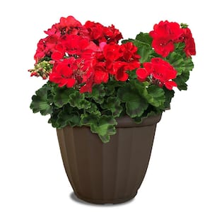 11 in. Geranium Annual with Bright Red Blooms and Rich Green Foliage