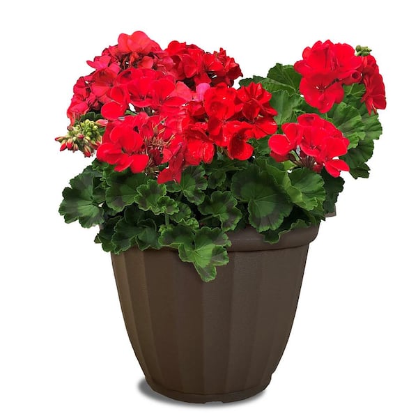 Unbranded 11 in. Geranium Annual with Bright Red Blooms and Rich Green Foliage