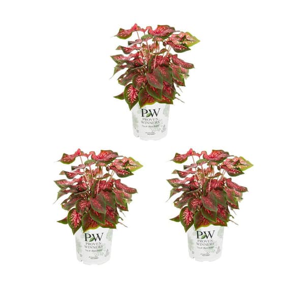 METROLINA GREENHOUSES 2 Qt. Proven Winners Caladium Annual Plant (3-Pack)