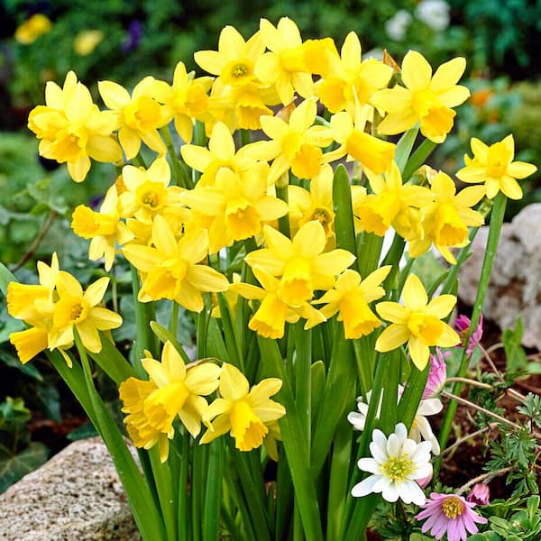 Garden State Bulb 12/14 cm Narcissus Tete-A-Tete Daffodil Flower Bulbs (Bag of 100)