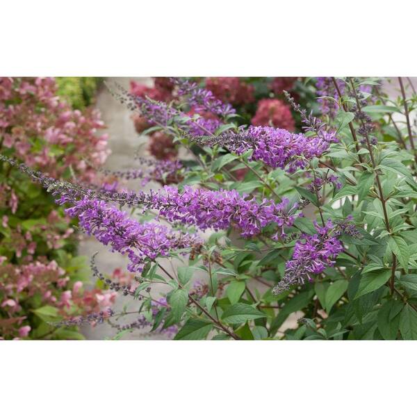 PROVEN WINNERS InSpired Violet Butterfly Bush (Buddleia) Live Shrub, Purple Flowers, 4.5 in. qt.