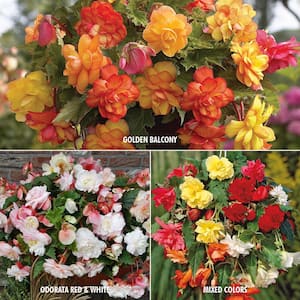 Begonia Collection 3-Variety Bulbs (15-Pack)