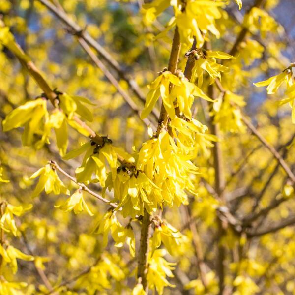 Spring Hill Nurseries Lynwood Gold Forsythia, Live Bareroot Plant, Yellow Flowers with Green Foliage (1-Pack)