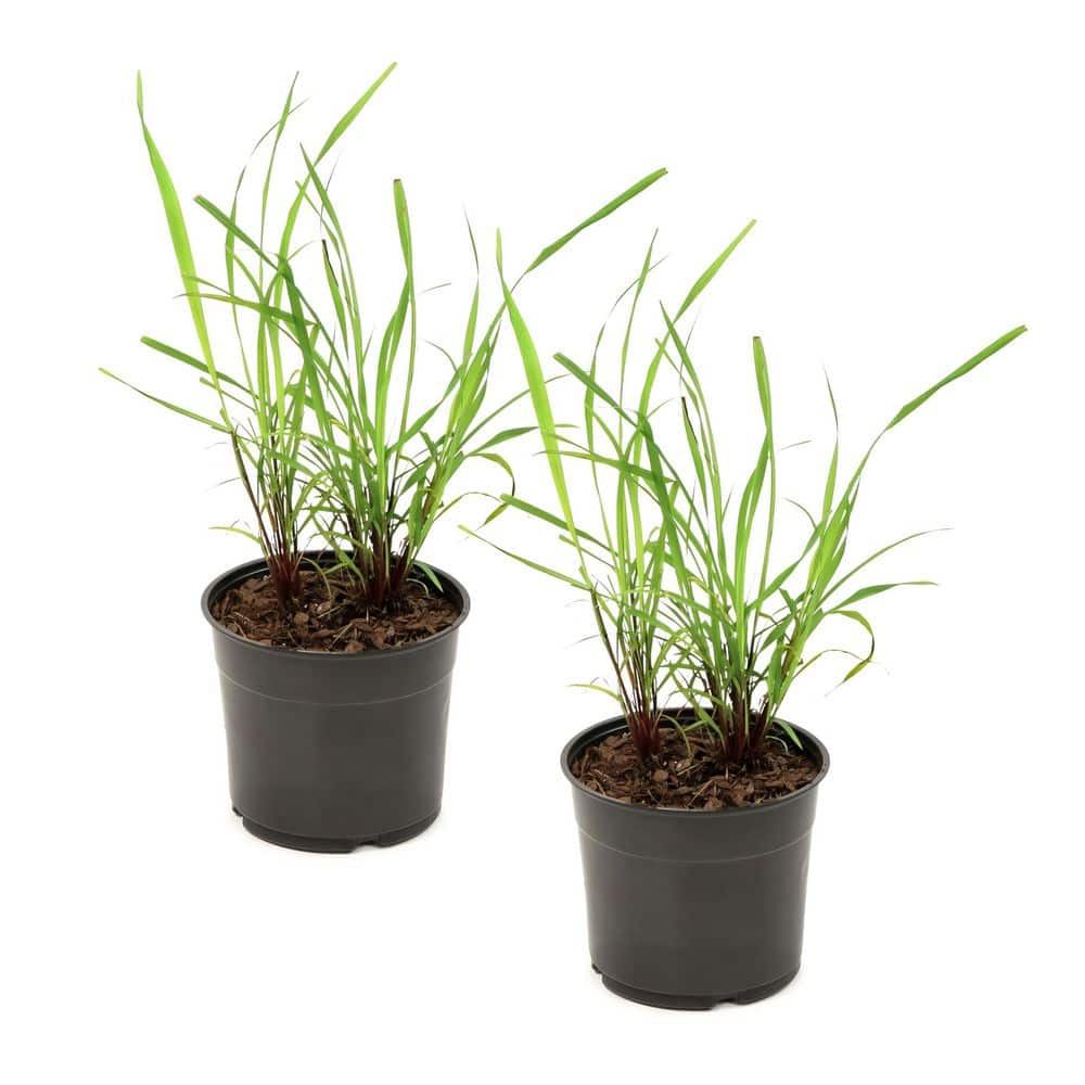 money tree plant pot Giant Money Tree Stump