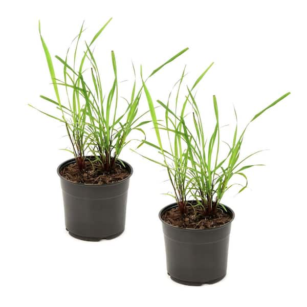 1 gal. Lemongrass Plant (2-Pack)