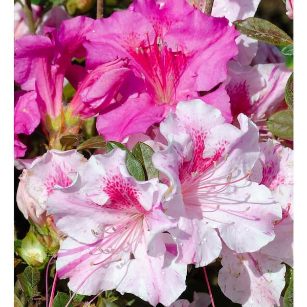 ENCORE AZALEA 1 Gal. Autumn Twist Azalea Bush with Reblooming