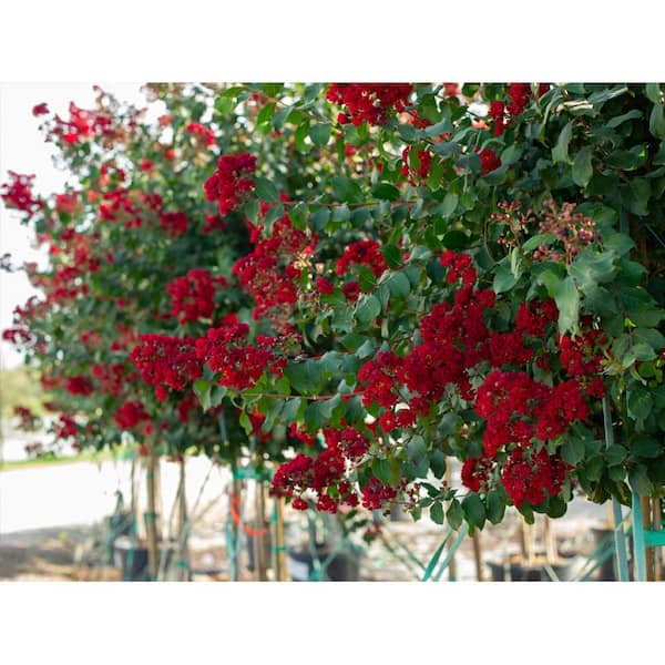3 Gal. Colorama Scarlet Crape Myrtle Flowering Deciduous Tree with Red Flowers