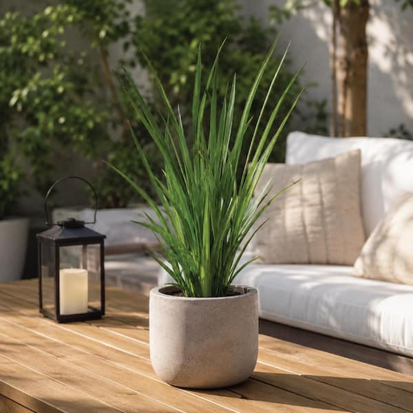 NATURE'S WAY FARMS 2 qt. White African Iris Flowering Perennial