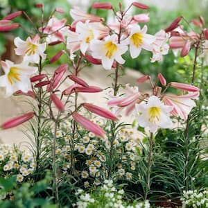 Lilies Regale Bulbs (Set of 5)