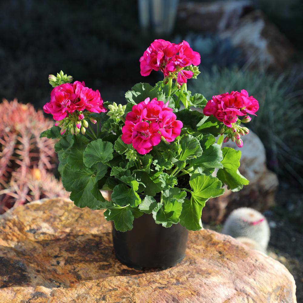 Pink Geranium Zonal Outdoor Flowering Plant in 1 Gallon Container