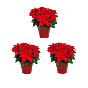 2 Qt. Christmas Poinsettia Red w/Red Foil (3-Pack)