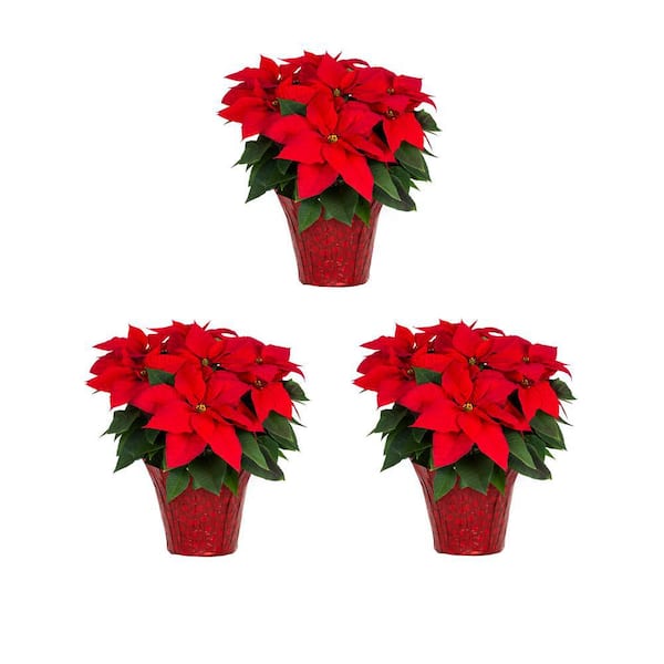 METROLINA GREENHOUSES 2 Qt. Christmas Poinsettia Red w/Red Foil (3-Pack)