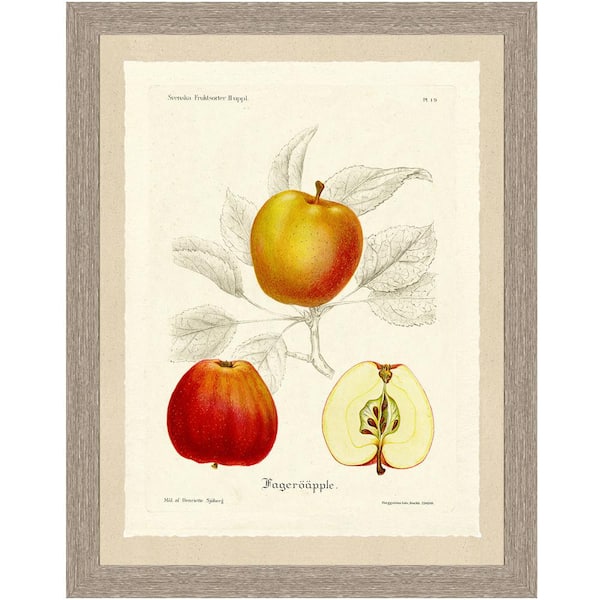 Vintage Print Gallery 20 in. x 24 in. "Apple Sketch" Full Size Framed Archival Paper Wall Art