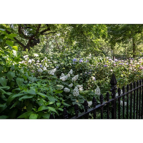 FIRST EDITIONS 2 Gal. Jetstream Oakleaf Hydrangea Flowering
