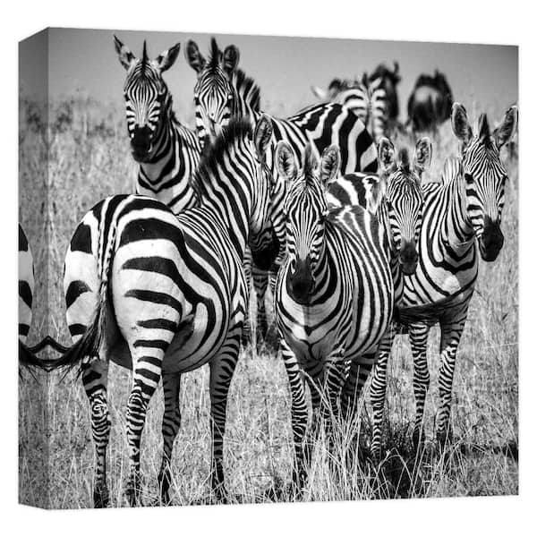 PTM Images "ZEBRA STARE2'' Canvas Abstract Wall Art 15 in. x 15 in.
