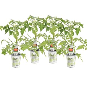 4.25 in. Grande Garden Treasure Tomato (Lycopersicon) Live Vegetable Plant, Red Tomatoes (4-Pack)