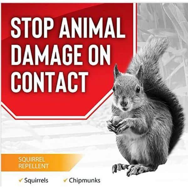 ANIMAL STOPPERS Squirrel Stopper Repellent, Pressurized Spray Can SQ-U-SC1  - The Home Depot