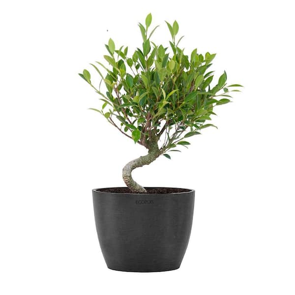 United Nursery Golden Gate Ficus Retusa Live Bonsai in 6 inch Premium Ecopots Dark Grey Pot with Removeable Drainage Plug