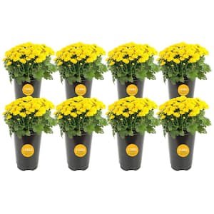 Yellow Ready to Bloom Fall Chrysanthemum Outdoor Plant in 1 qt. Grower Pot, Average Shipping Height 8 in. Tall (8-Pack)