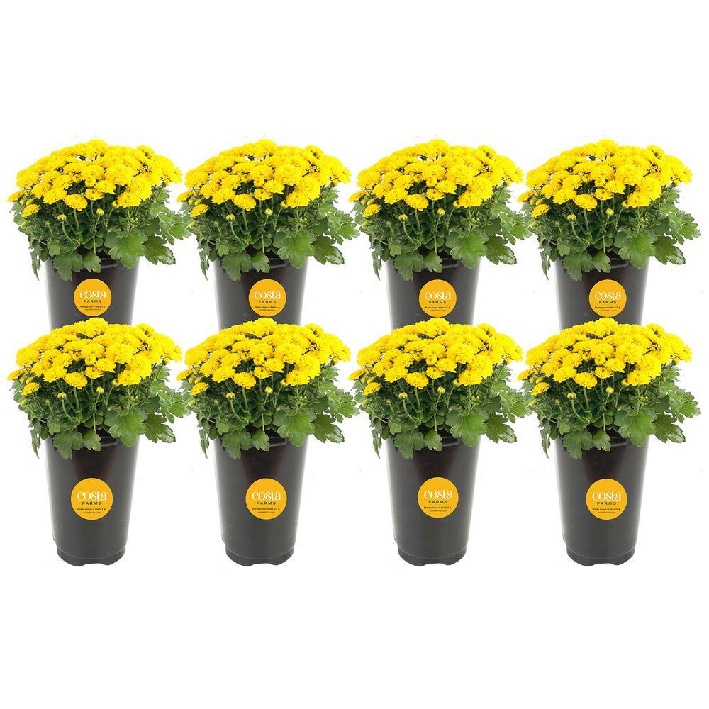 Yellow Ready to Bloom Fall Chrysanthemum Outdoor Plant in 1 qt. Grower Pot, Average Shipping Height 8 in. Tall (8-Pack) price history on PriceWatchPro