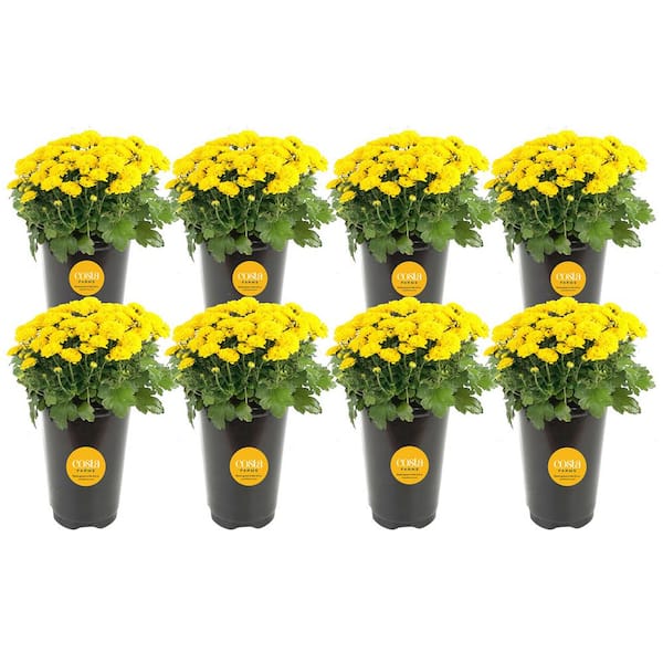 Costa Farms Yellow Ready to Bloom Fall Chrysanthemum Outdoor Plant in 1 qt. Grower Pot, Average Shipping Height 8 in. Tall (8-Pack)