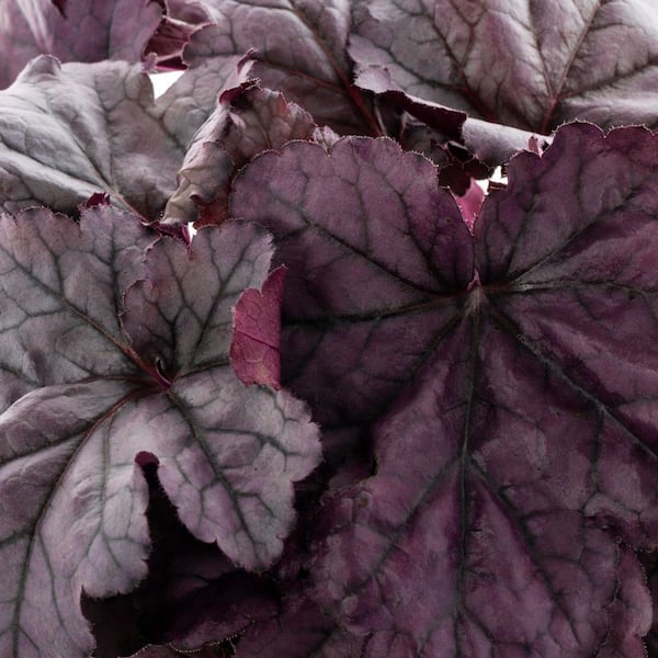 1 qt. Heuchera Coral Bells Dolce Wildberry Purple Perennial Plant (5-Pack)