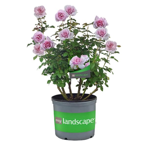 Vigoro 2 Gal. Le Petit Prince Rose with Lavender Flowers