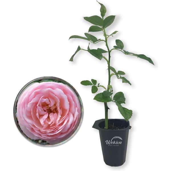 Wekiva Foliage Josephine Land Rose Bush-Live Starter Plant in a 2