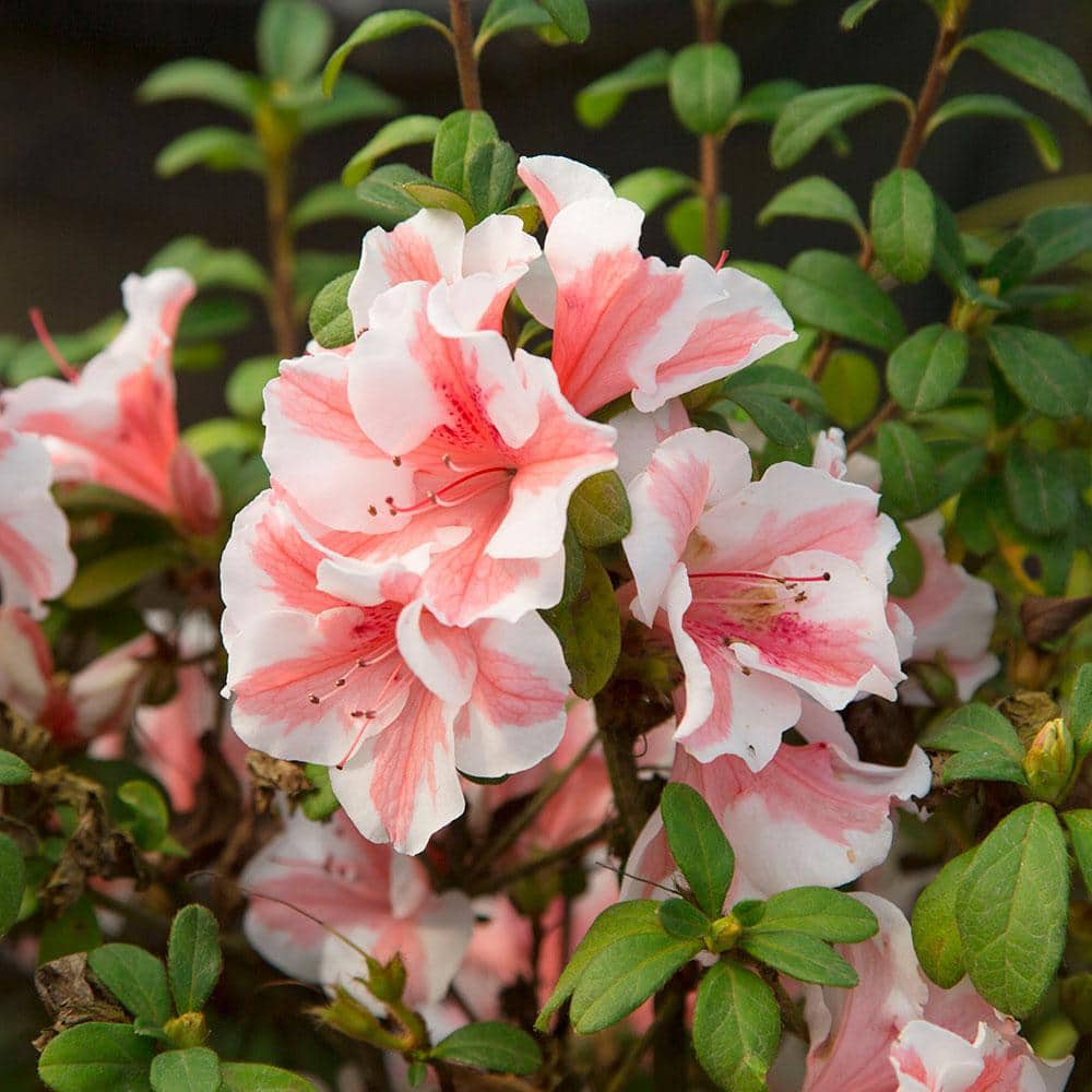 Autumn Starburst Coral Pink and White Azalea in 1 Gallon Pot