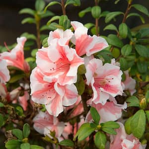 1 Gal. Autumn Starburst Encore Azalea Shrub with Coral Pink and White Reblooming Flowers