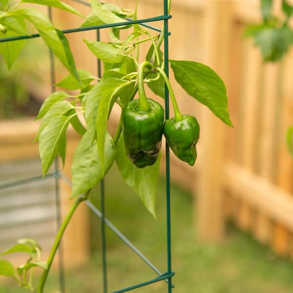 Vigoro 47 in. H x 14 in. W Green 4-Panel Wire Steel Tomato Tower