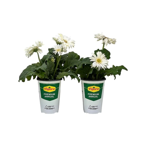 Vigoro 2.5 Qt Gerbera Daisy White in Grower's Pot (2-Packs)