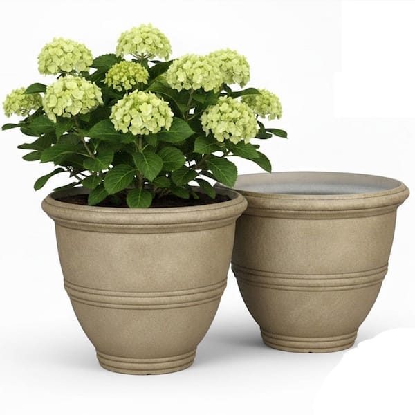 rhododendron hedging Cunningham's White Rhododendron | 2XL SHRUB | 30-36 in. wide, 24-30 in. tall | Ships in main image 1