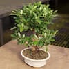 Reviews for Brussel's Bonsai Golden Gate Ficus Bonsai Tree in