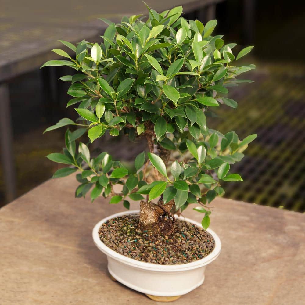 Golden Gate Ficus Bonsai in Assorted Clay Container