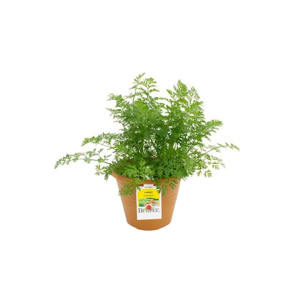 8 in. Pot Burpee Carrot Chantenay Plant (1 Plant)