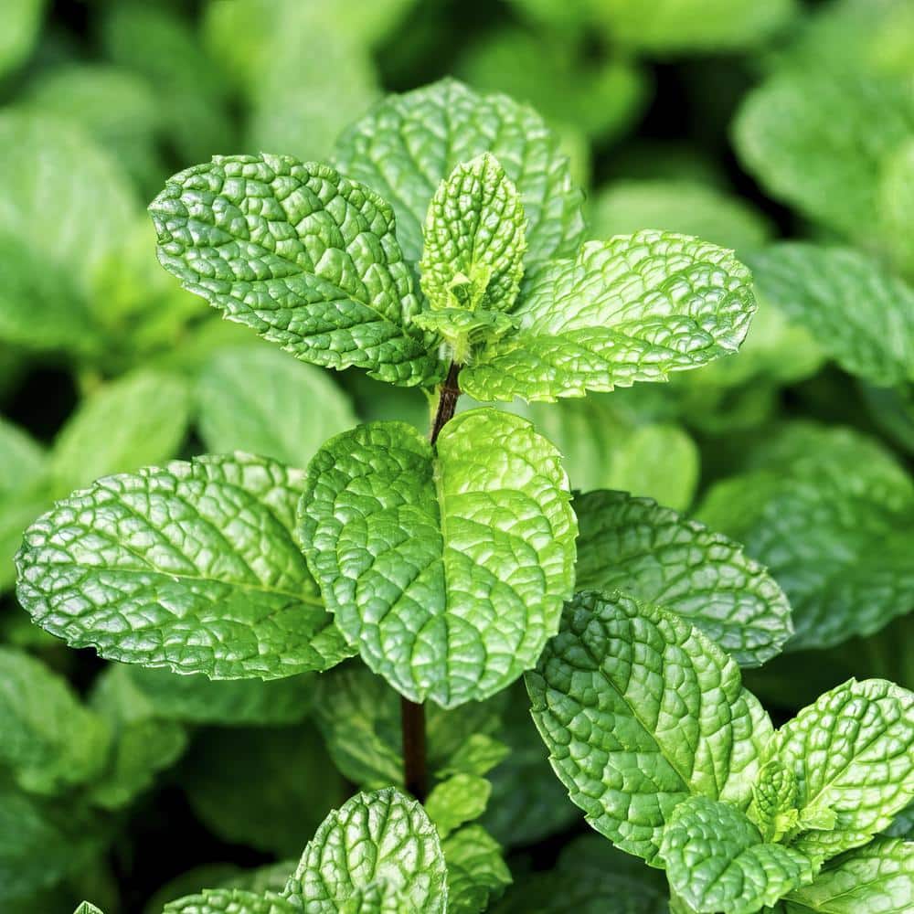 4-Inch Peppermint Herb Plant Pack, Fragrant and Edible