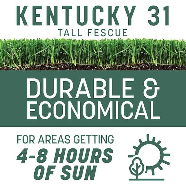 Kentucky 31 Tall Fescue 3 lb. 600 sq. ft. Grass Seed