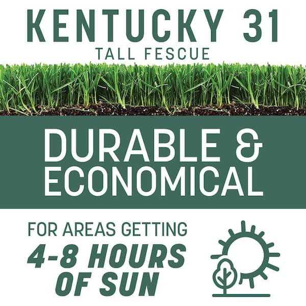 Kentucky 31 Tall Fescue 40 lb. 8,000 sq. ft. Grass Seed (2-Pack)