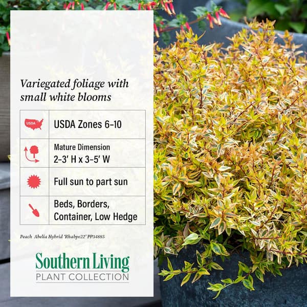 SOUTHERN LIVING 2 Gal. Suntastic Peach Abelia with Petite White
