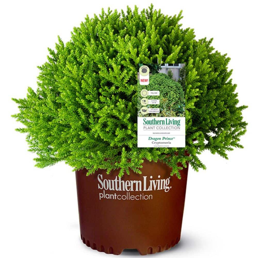 SOUTHERN LIVING 2 Gal. Dragon Prince Cryptomeria (Dwarf