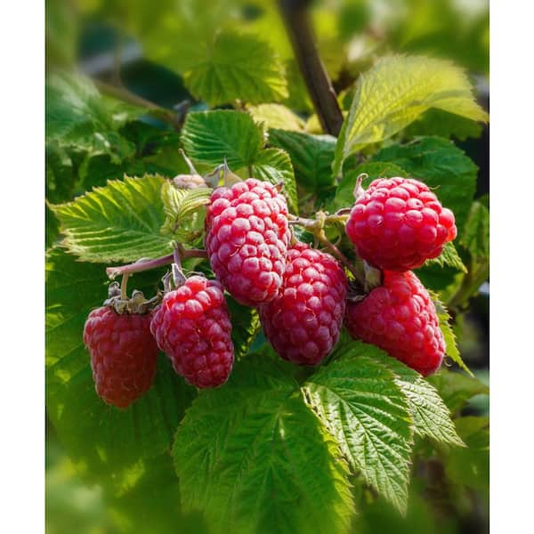 Bushel and Berry® Raspberry Shortcake® Plants - Stark Bro's Nurseries