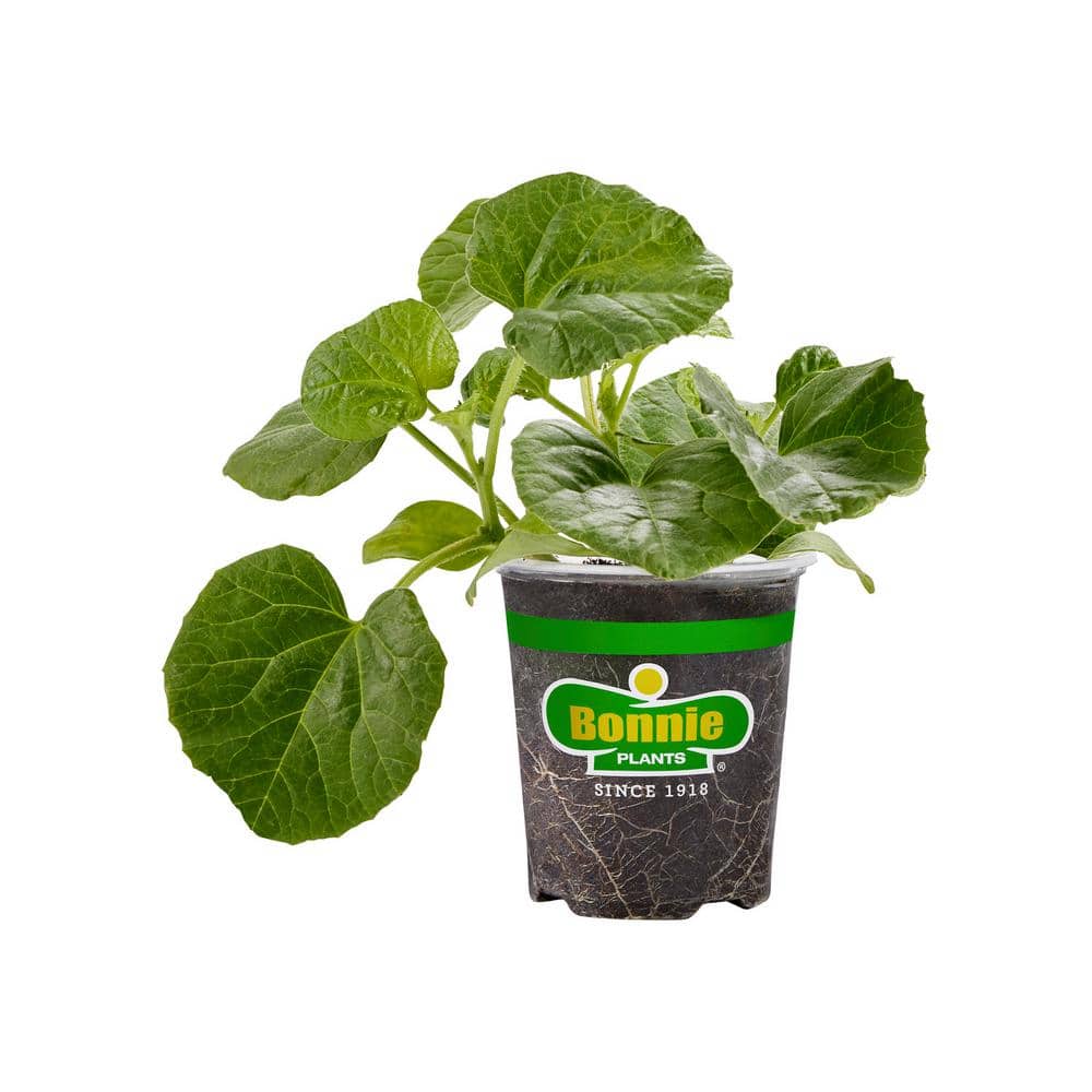 bonnie-plants-fruit-plants-