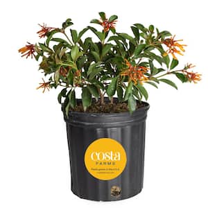 Outdoor Hamelia Fire Bush Plant in 9.25 in. Grower Pot, Avg. Shipping Height 2 ft. to 3 ft. Tall